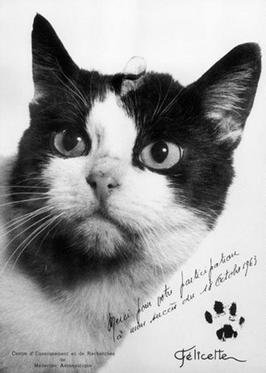 Félicette, the first cat in space, on the card CERMA issued after her flight